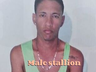 Male_stallion